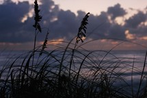 top of dune grass near the ocean
