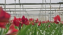 Amaryllis plants inside a large greenhouse.