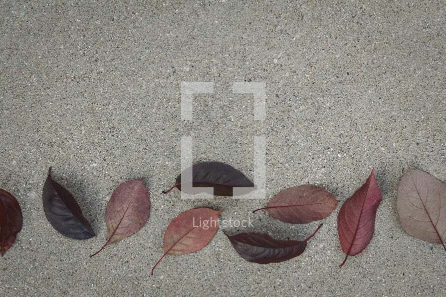 fall leaves on concrete 