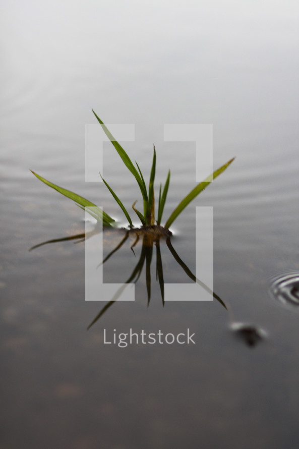 grass coming out of lake water 