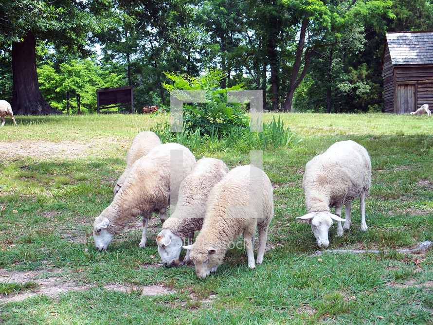 A small group or flock of sheep feed together in peace in a grassy green meadow on a rural farm in Virginia. 