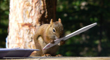 a squirrel licking a knife 