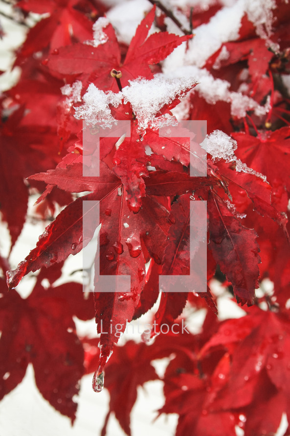 snow on red fall leaves 