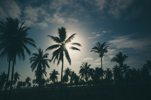 silhouettes of palm trees at sunset 