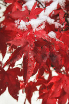 snow on red fall leaves 