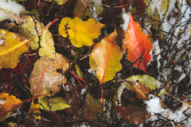 snow on fall leaves 