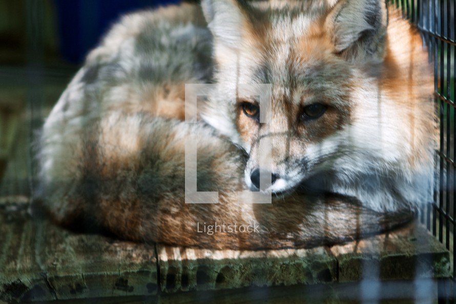 Fox in cage