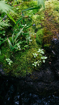 moss on a rock 