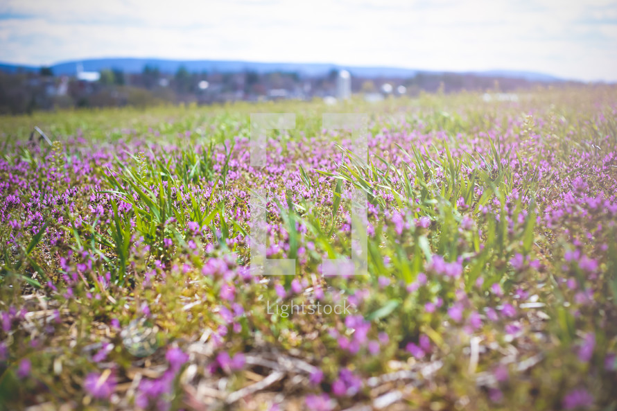 purple flowers in a meadow 