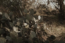 prickly pear cactus 