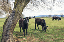 cows grazing on a farm 