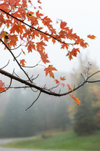 orange fall maple leaves in fog 
