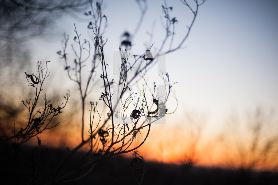 silhouette of twigs at sunset 
