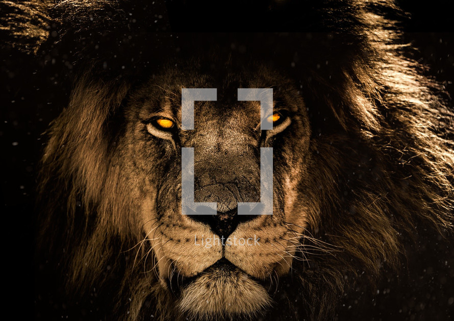 lion 
