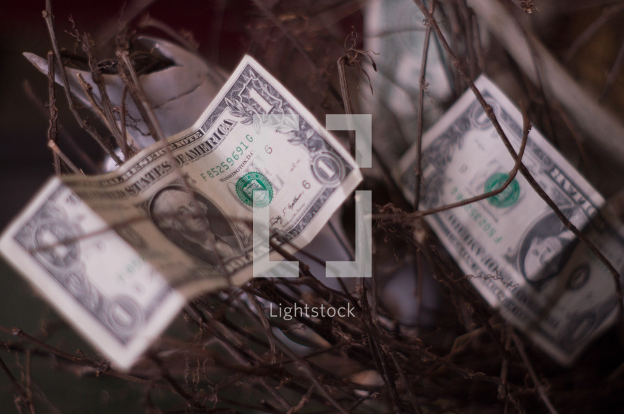 dollars in a bush 