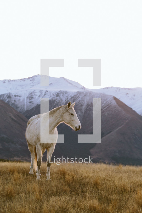 A white horse in a field among mountains.