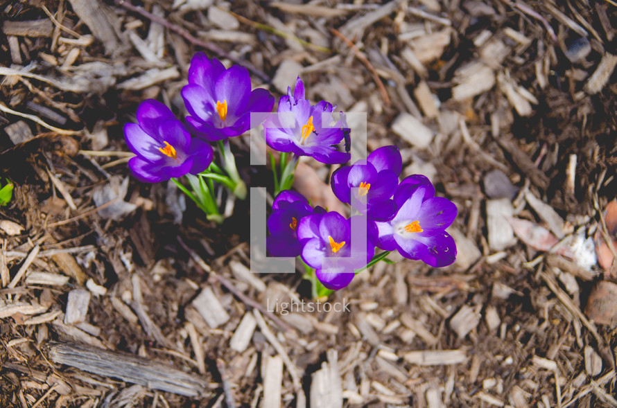 purple flowers in mulch 