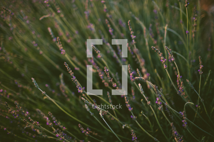 Field of lavender.