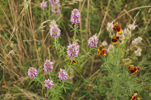 purple wildflowers (horse mint), Texas wildflowers