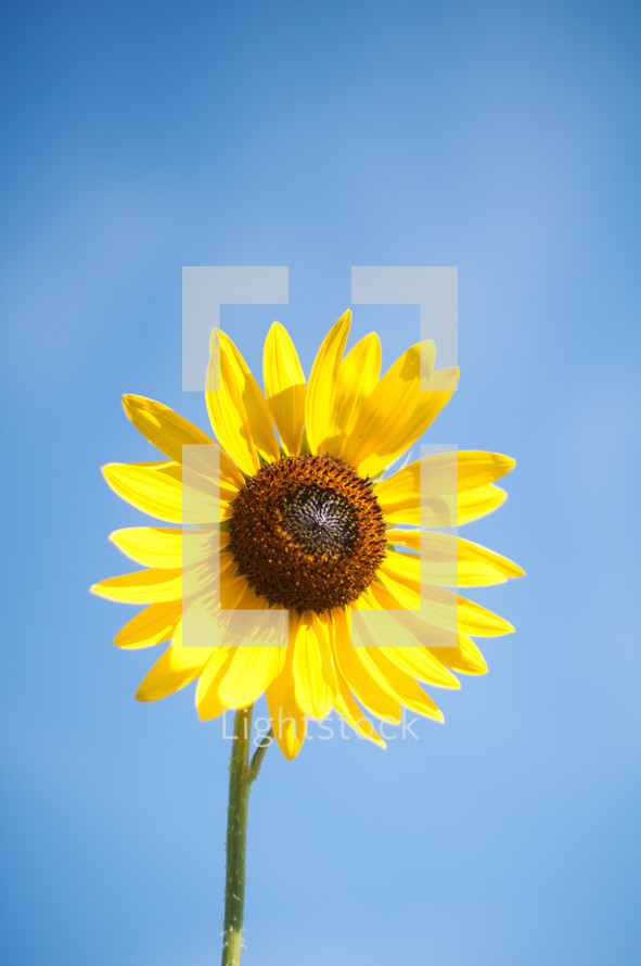 Sunflower against a bright blue sky