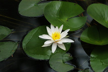 lily pads with white water lily flower