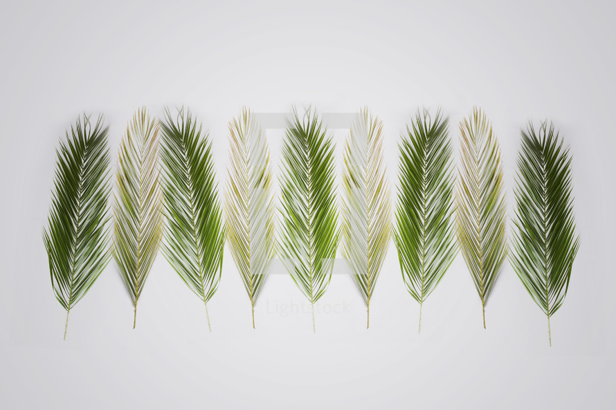 Palm branches for Palm Sunday on a white  background