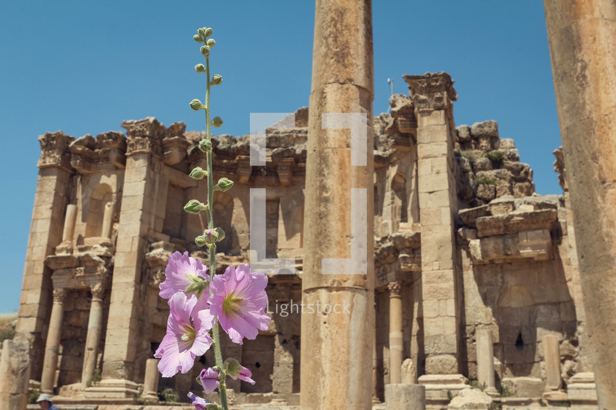 pink flowers and ancient building ruins 