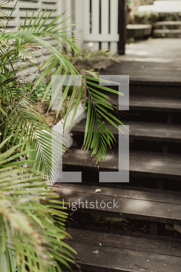 wood steps to a deck and palm fronds 