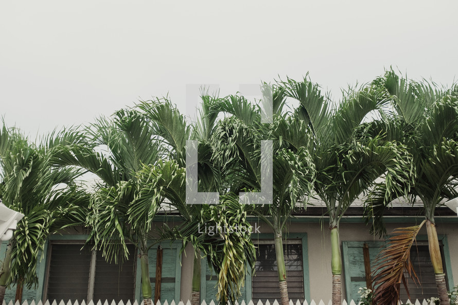 palm trees in front of a home in the Bahamas 