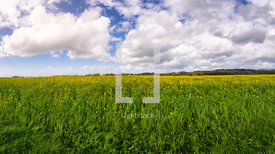 mustard flowers in a field 