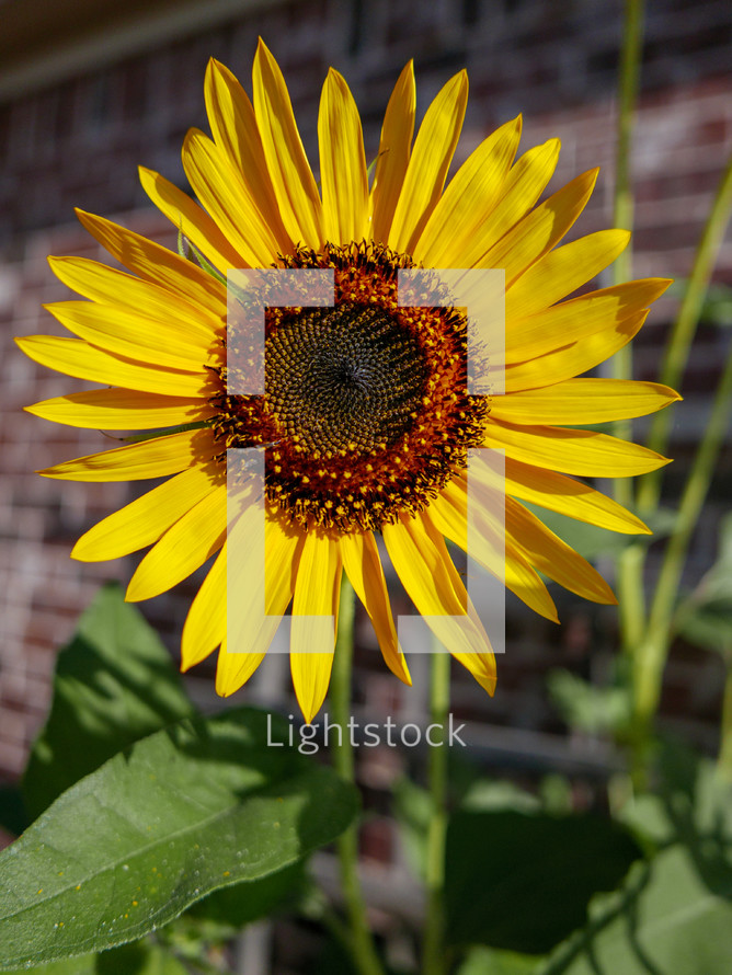 bright yellow sunflower in sunlight in front of blurred brick wall and leaves