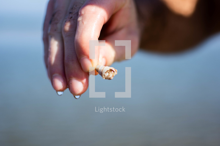 a hand holding a seashell 