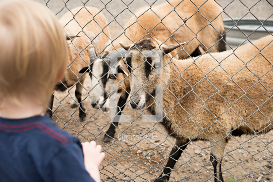 toddler feeding goats 