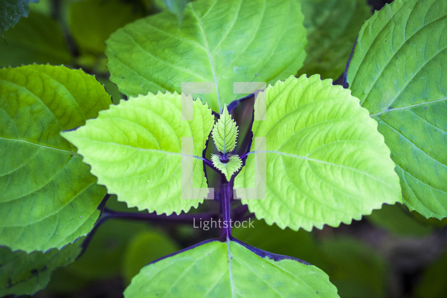Green leaves on a plant