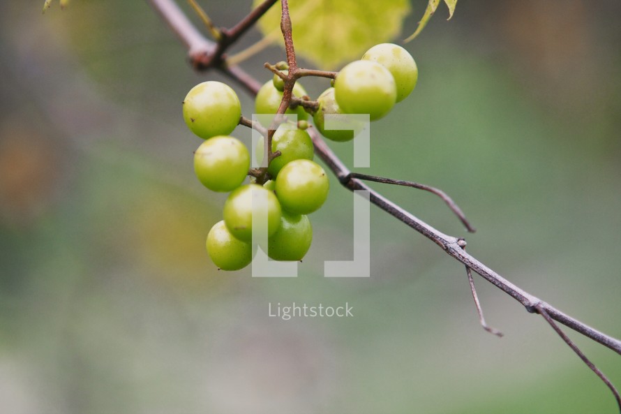 Green berries on a twig.