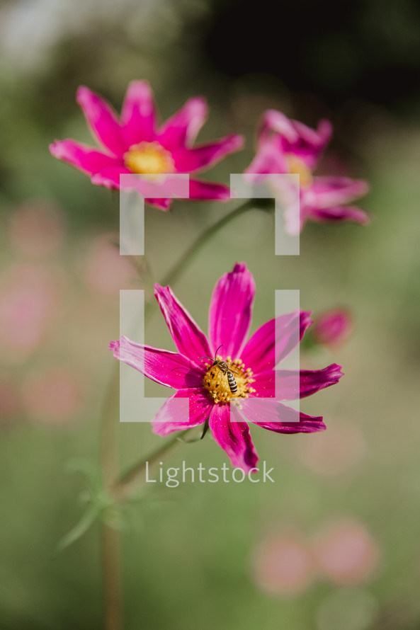 fuchsia wildflowers 