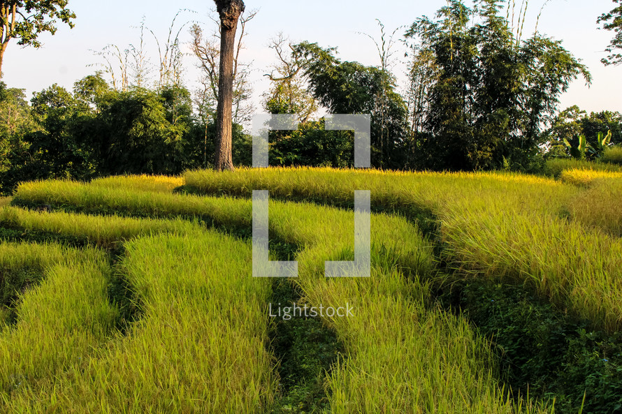 terraced rice fields 
