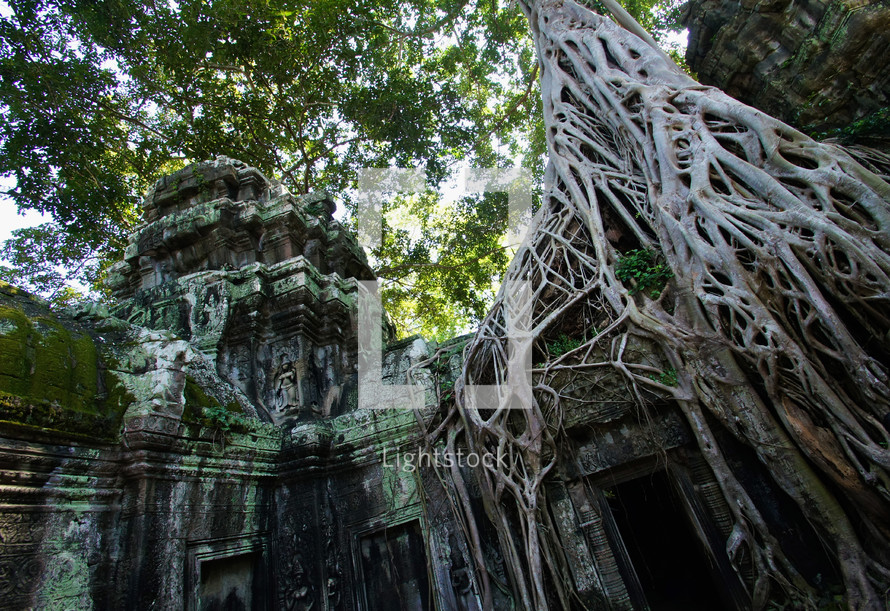 tree roots growing over buddhist temple ruins. Jungle, ancient, hindu.