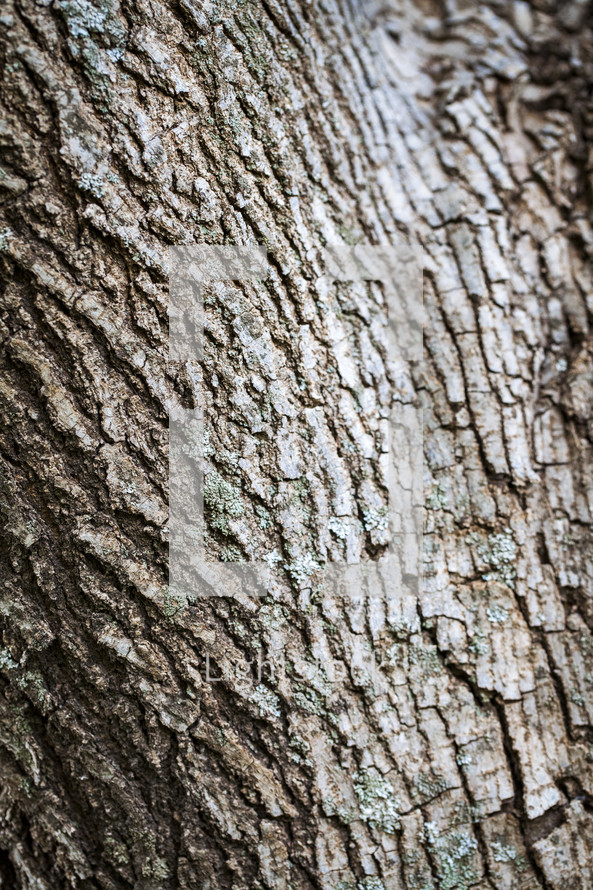 The bark of a tree.
