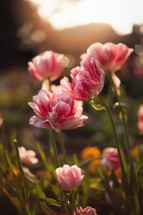 warm sunlight on pink flowers 