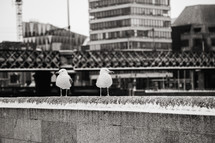 seagulls on a bridge 