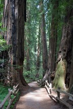path through the redwood forest 