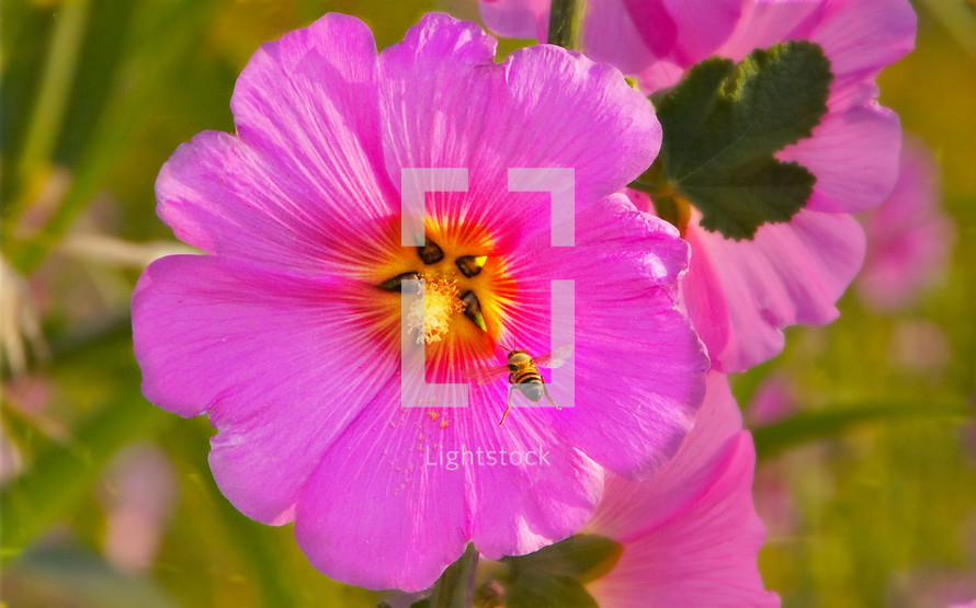 Close up of pink wild flower with honey bee