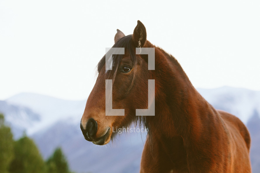A brown horse.