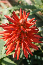 Red Aloe Vera bloom
