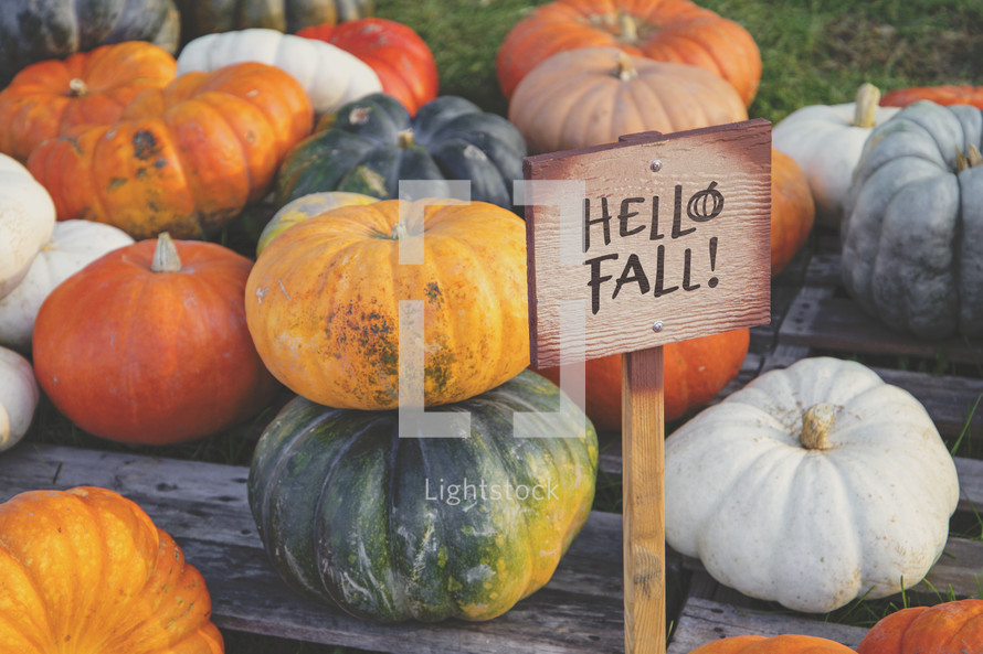 autmun or fall pumpkin harvest