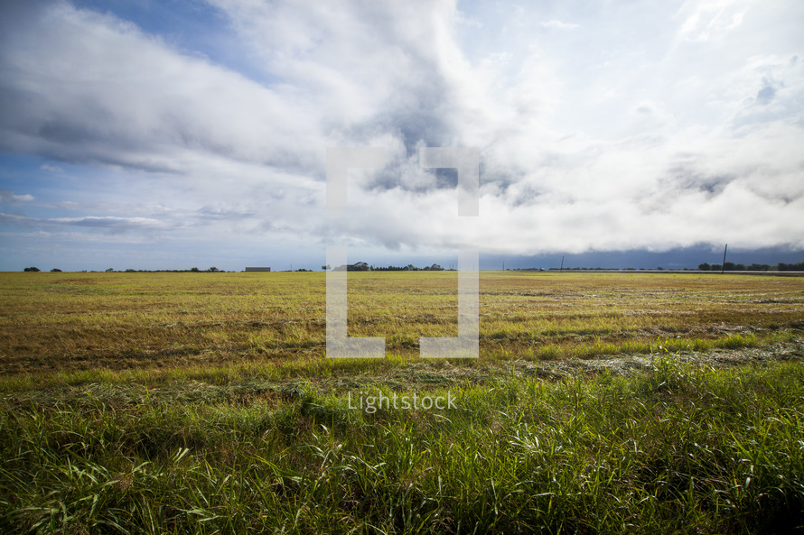 grass growing in a plowed field 