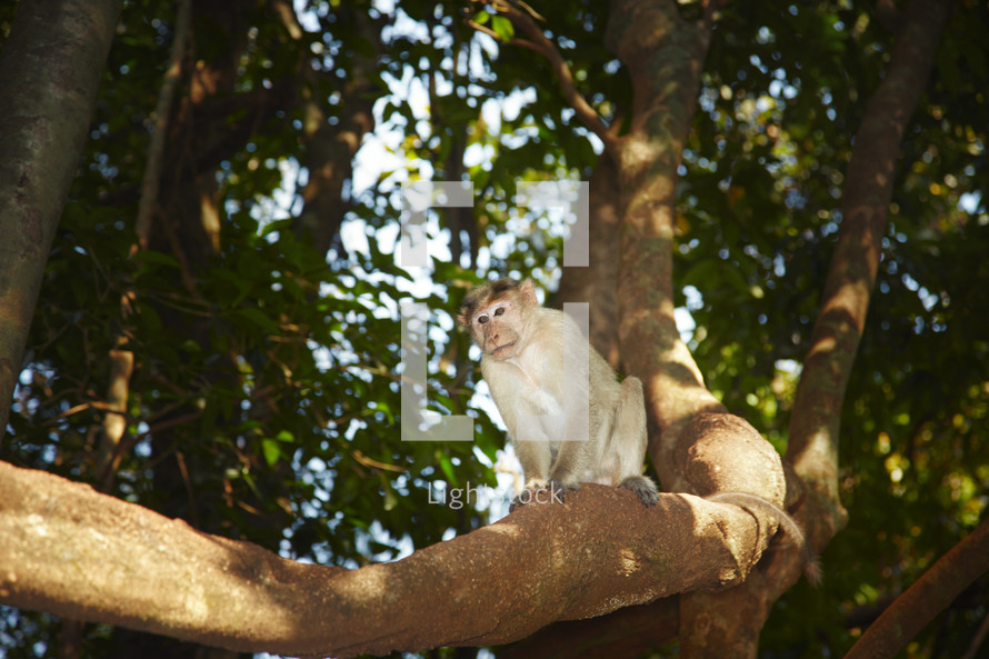 a monkey in a tree 