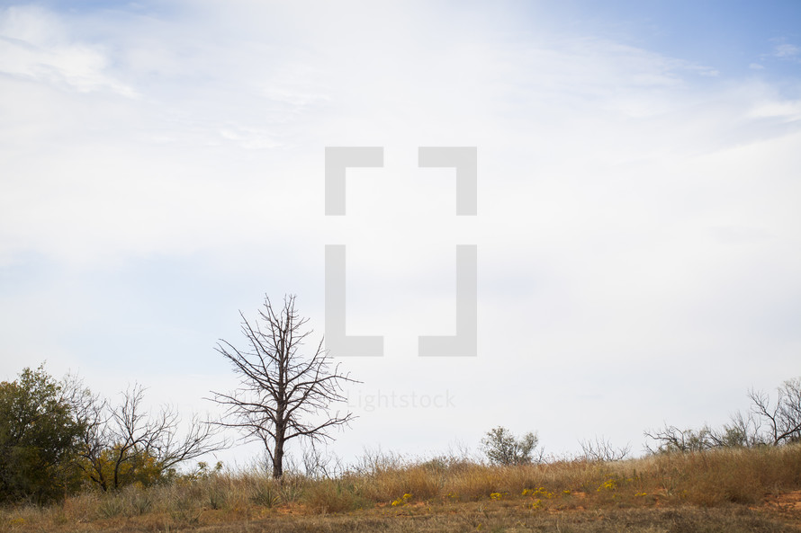 Dormant tree on a hill.