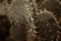 spines on a prickly pear cactus 